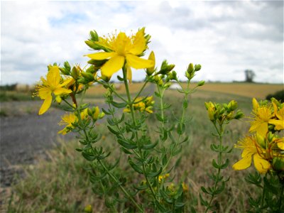 Echtes Johanniskraut (Hypericum perforatum) bei Kennfus