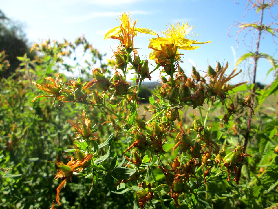 Echtes oder Tüpfel-Johanniskraut (Hypericum perforatum) am Ackerrand auf der Bischmisheimer Höhe