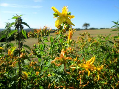Echtes oder Tüpfel-Johanniskraut (Hypericum perforatum) am Ackerrand auf der Bischmisheimer Höhe