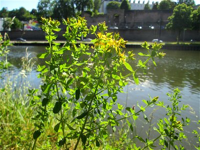 Echtes oder Tüpfel-Johanniskraut (Hypericum perforatum) an der Saar in Saarbrücken