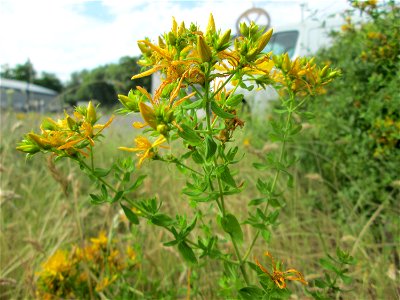 Echtes oder Tüpfel-Johanniskraut (Hypericum perforatum) in Brebach