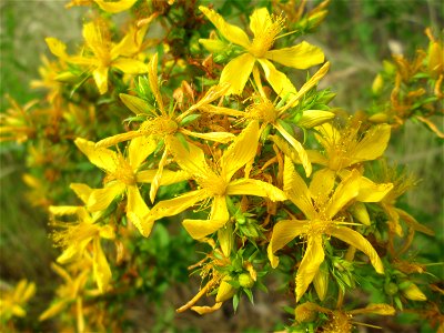Echtes oder Tüpfel-Johanniskraut (Hypericum perforatum) in Brebach