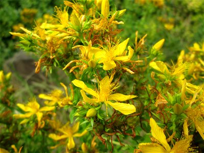 Echtes oder Tüpfel-Johanniskraut (Hypericum perforatum) in Brebach