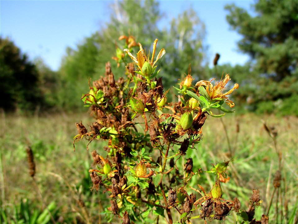 Echtes oder Tüpfel-Johanniskraut (Hypericum perforatum) in Brebach