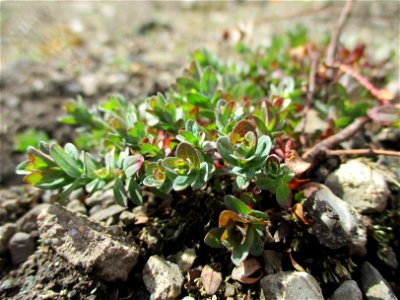 Echtes oder Tüpfel-Johanniskraut (Hypericum perforatum) auf einer Brachfläche der Halberger Hütte in Brebach