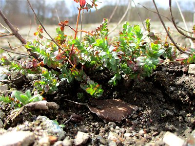 Echtes oder Tüpfel-Johanniskraut (Hypericum perforatum) auf einer Brachfläche der Halberger Hütte in Brebach