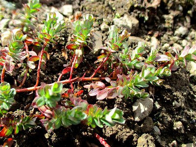 Echtes oder Tüpfel-Johanniskraut (Hypericum perforatum) auf einer Brachfläche der Halberger Hütte in Brebach photo