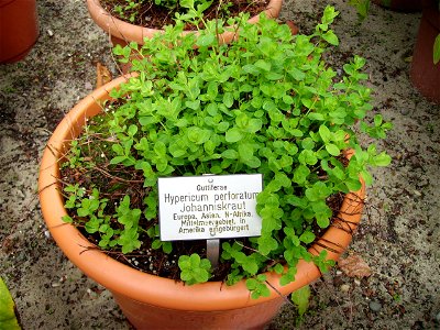 St John's wort photo