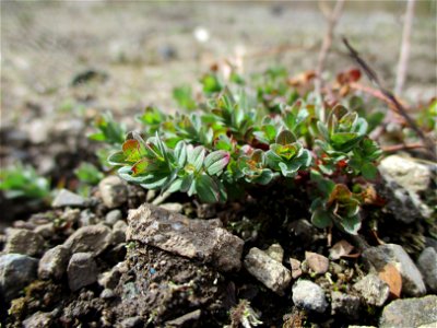 Echtes oder Tüpfel-Johanniskraut (Hypericum perforatum) auf einer Brachfläche der Halberger Hütte in Brebach photo