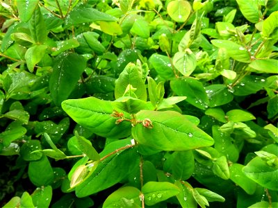 Hypericum (probably perforatum)