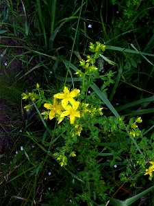 Saint Jone's Wort