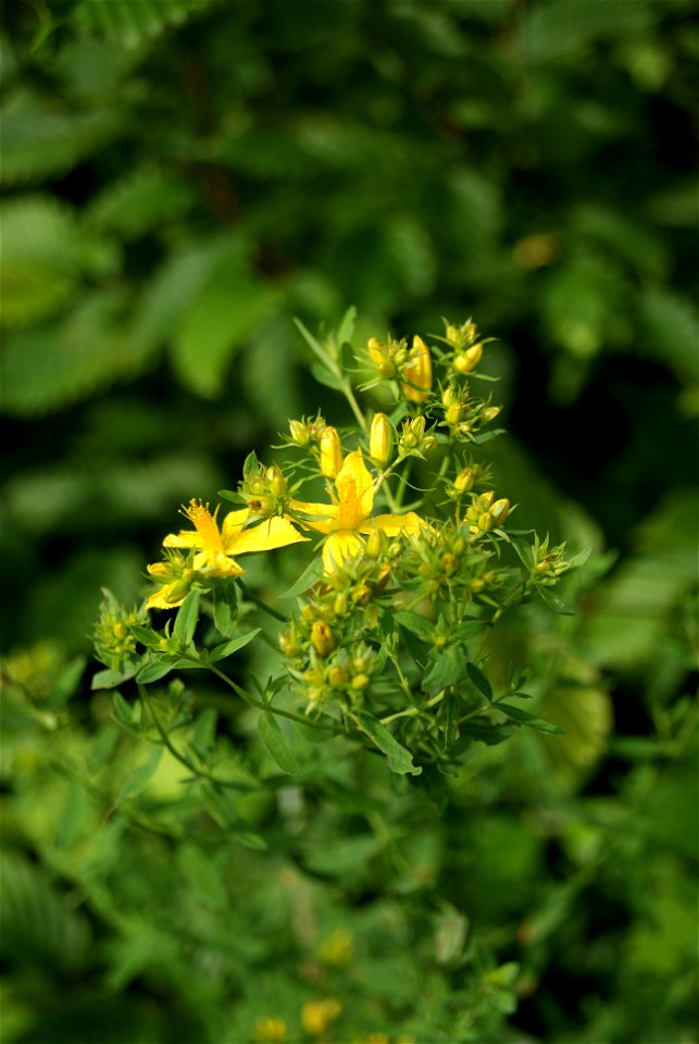 Hypericum perforatum