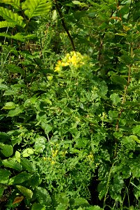 Hypericum perforatum