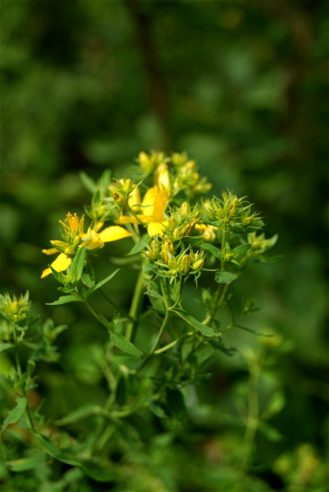 Hypericum perforatum