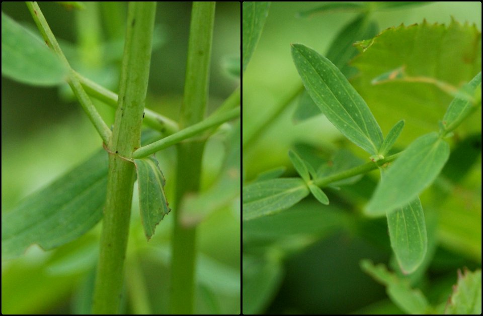 Hypericum perforatum
