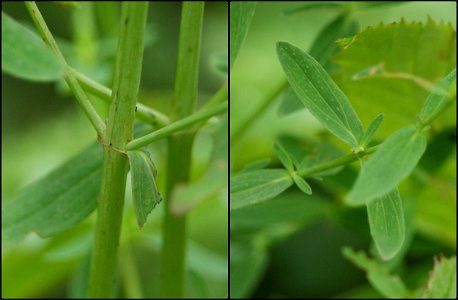 Hypericum perforatum