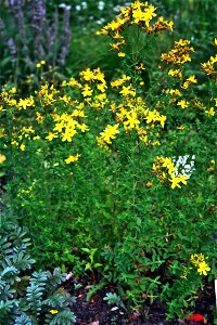 St John's wort, Hypericum perforatum from Botanical Garden of Charles University in Prague, Czech Republic
