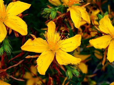 Hypericum perforatum Flowers Close up Dehesa Boyal de Puertollano, Spain