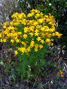 Hypericum perforatum Habitus Dehesa Boyal de Puertollano, Spain