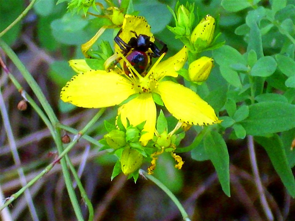 Lactrodectus mactaus in Hypericum perforatum closeup, Sierra Madrona, Spain
