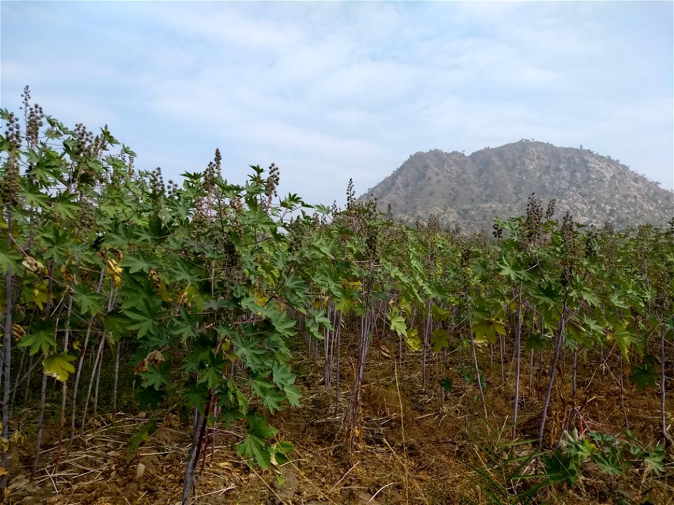 In Jhanjar village of Kotra tehsil, Udaipur district, Rajasthan, India