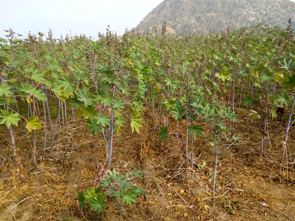 In Jhanjar village of Kotra tehsil, Udaipur district, Rajasthan, India