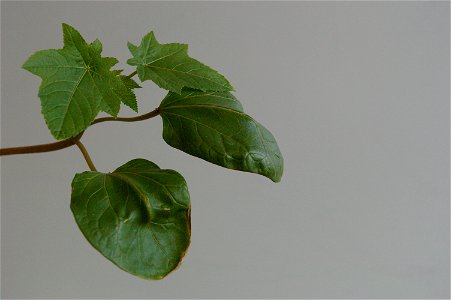 One month old castor bean sprouted from seed indoors.  The first leaves produced by the plant are round, completely unlike all subsequent leaves which are severely serrated.  This picture is taken dur