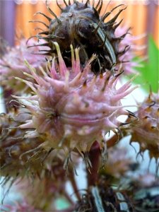 Fruits of ricinus