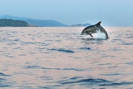 Animals wildlife fish