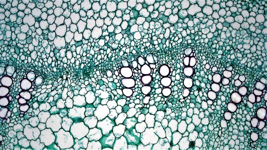 cross section: Richinus stem
magnification: 100x
Like many herbaceous dicots, Richinus is capable of a small amount of secondary growth.
The epidermis in Richinus consists of a single layer of well cu