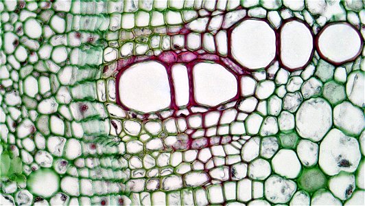 cross section: Richinus stem
magnification: 400x

Deep to the pericycle lies a ring of vascular bundles interspaced with medullary rays of parenchymal cells. In older stems the isolated vascular bundl