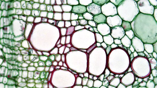 cross section: Richinus stem magnification: 400x Xylem is endarch with protoxylem found towards center of stem and younger metaxylem towards the periphery of the stem. Phloem is endarch but modest an photo