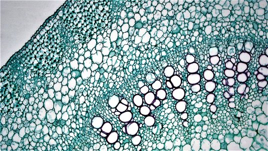 cross section: Richinus stem
magnification: 100x
Like many herbaceous dicots, Richinus is capable of a small amount of secondary growth.
The epidermis in Richinus consists of a single layer of well cu