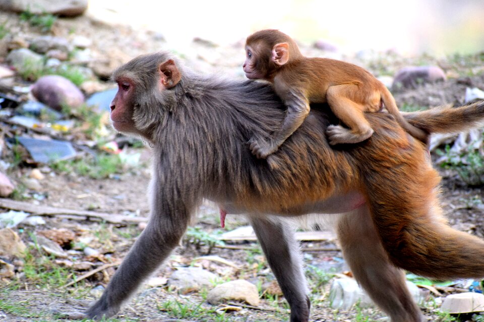 Nature mammal forest