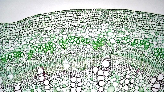 cross section: Richinus stem
magnification: 100x
Like many herbaceous dicots, Richinus is capable of a small amount of secondary growth.
The epidermis in Richinus consists of a single layer of well cu