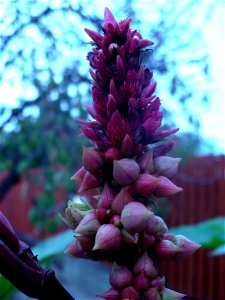Inflorescence of ricinus