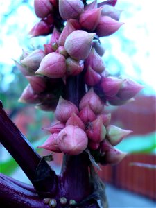 Inflorescence of ricinus