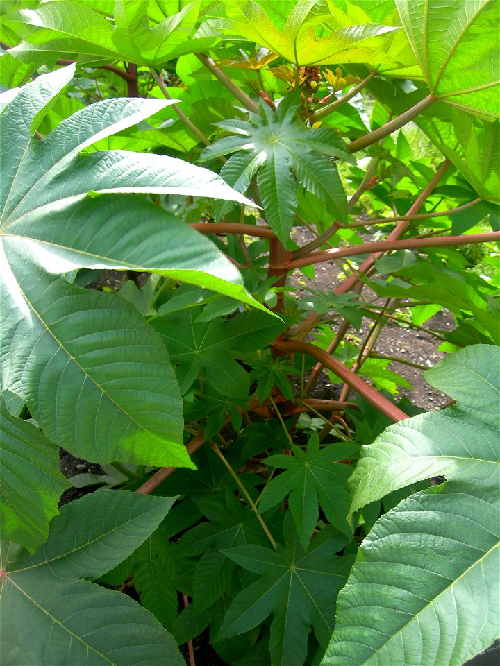 Castor oil plant. Jardin Botanique de Montreal (Botanic Garden)