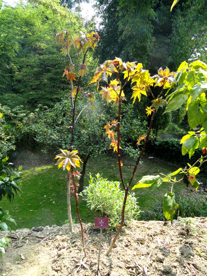 Ricinus communis specimen in the Jardin botanique du Val Rahmeh, Menton, Alpes-Maritimes, France.