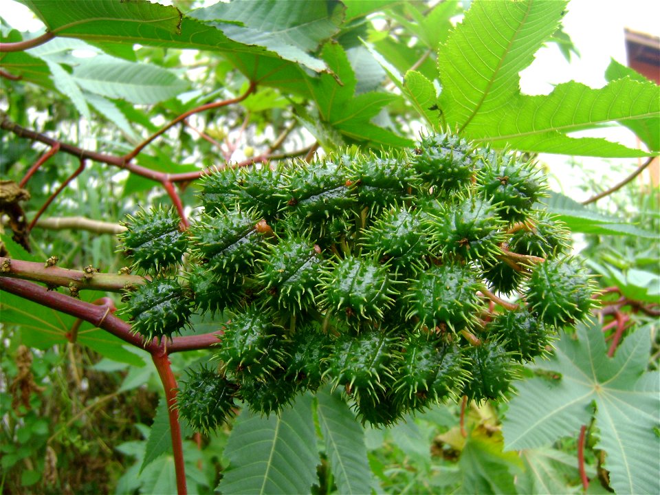 Ricinus communis