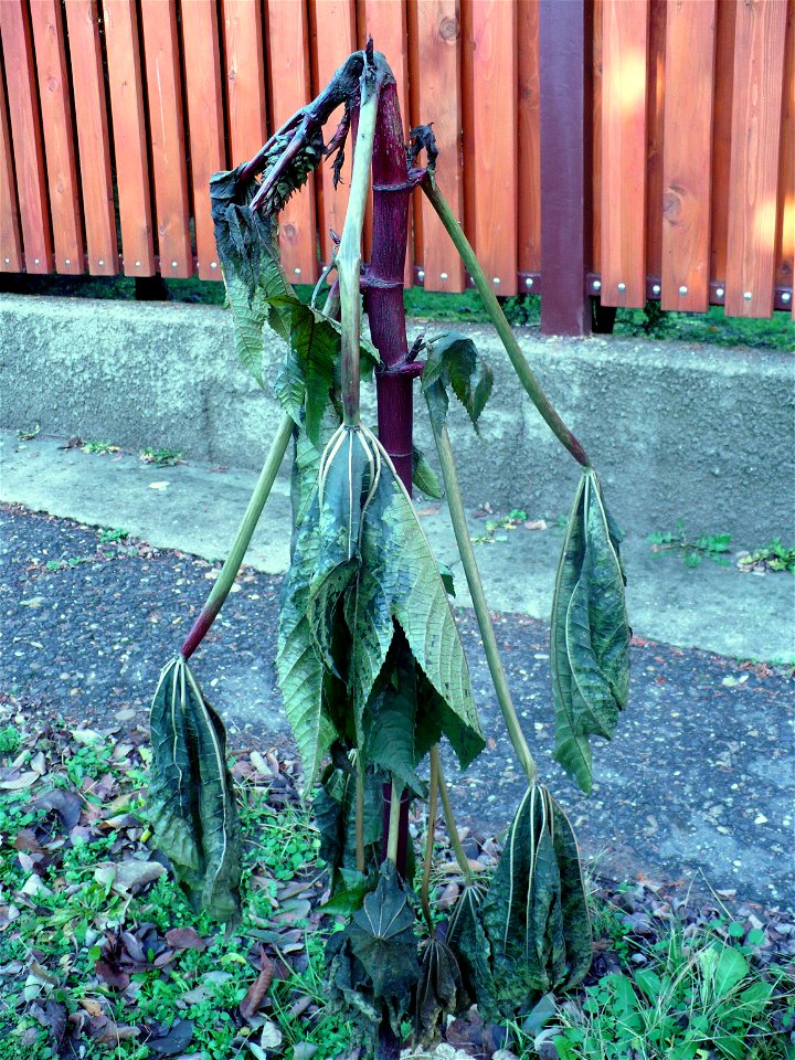 Ricinus in winter