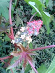 Botanical name: Ricinus communis Common name: Castor bean Tamil name : AMANAKKU Seeds are very poisonous to people, animals and insects; Leaf-paste is used for rheumatic swellings. Plant photo