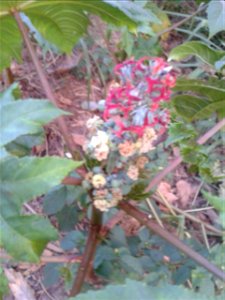 Botanical name: Ricinus communis Common name: Castor bean Tamil name : AMANAKKU Seeds are very poisonous to people, animals and insects; Leaf-paste is used for rheumatic swellings. Plant photo