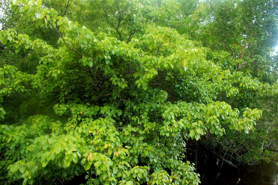  ; Flowers, trees, and other plant stuff
This is the Manchineel tree. It is one of the most toxic plants in Florida. Hippomane mancinella.