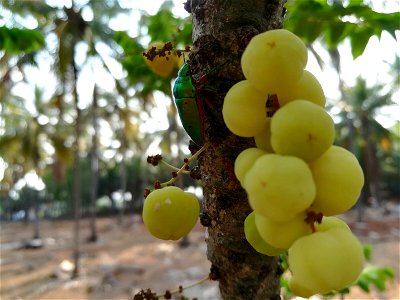 It is an insect of different colour found in Indian gooseberry tree.