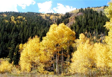 Image title: Aspens in fall on shultz pass road near Image from Public domain images website, http://www.public-domain-image.com/full-image/flora-plants-public-domain-images-pictures/trees-public-doma photo
