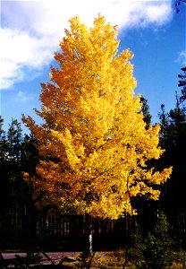 Photo of Aspen tree (Populus tremuloides) showing autumn foliage , Jasper National Park, Alberta, Canada photo