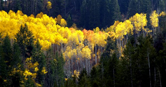 Photos of some Aspens in central Utah, 2007. photo