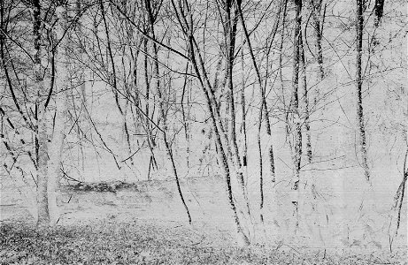 Solarized negative positive of trees in Yosemite Valley; mostly 'quaking' aspen. photo