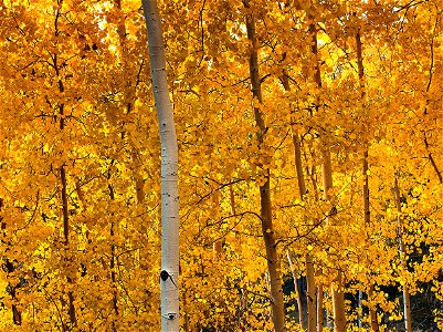 Aspen, Photographed by Doug Dolde along Snowbowl Road in Flagstaff, Arizona in October, 2009.